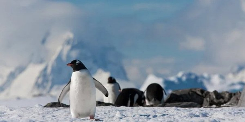 Мінус один міф. Фахівці станції Академік Вернадський заявили, що полярники не перевертають пінгвінів