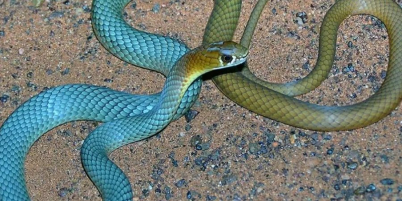 Небезпечна краса. В Австралії знайшли новий вид отруйних змій