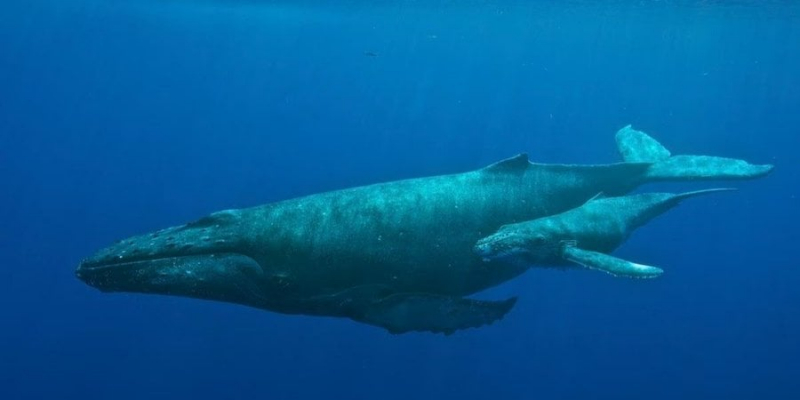 Неймовірно рідкісні кадри. Вчені зафіксували процес годування горбатого кита в дикій природі