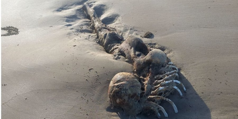 Нещадна реальність. В Австралії знайшли скелет русалки, але він виявився рештками морського ссавця
