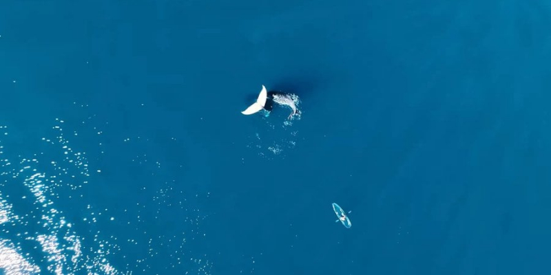 Незрозуміле явище. Блогер зняв кита в рідкісному нерухомому положенні з хвостом над водою