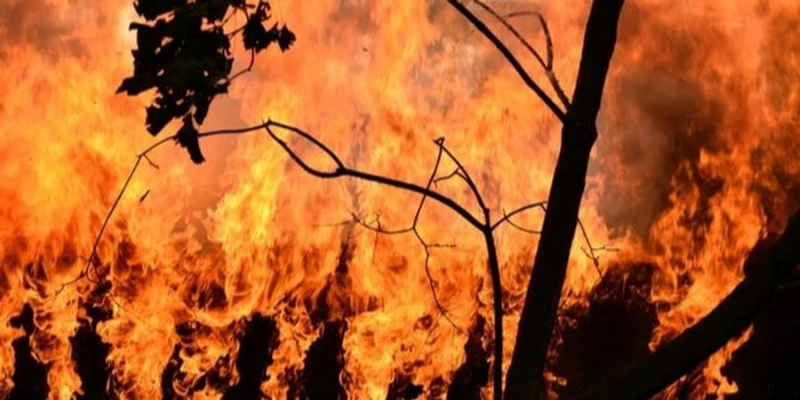 Помста клімату. Екстремальні лісові пожежі почали виникати на 25% частіше