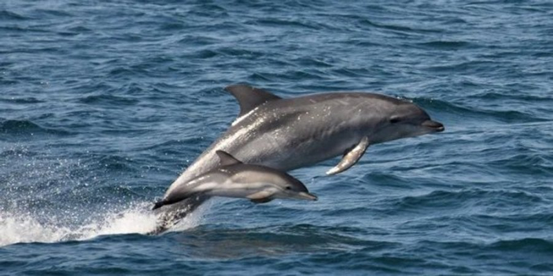Прямо як люди. Самки дельфінів розмовляють зі своїми дитинчатами по-особливому