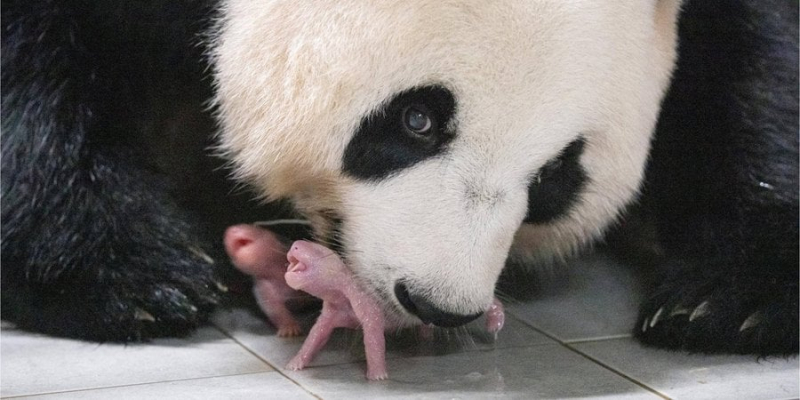 Щаслива мама. У Південній Кореї вперше народились панди-близнюки