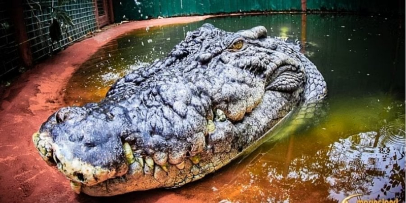 Щастя, здоров’я. Найбільшому у світі крокодилу виповнилося 120 років