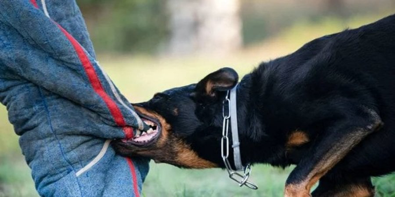 Учені з’ясували, у які дні собаки частіше кусають людей