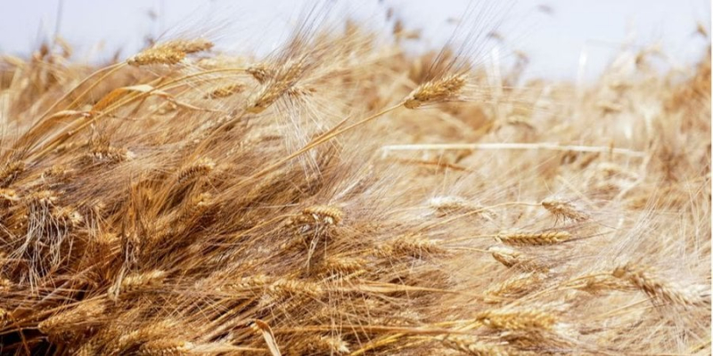Великий імпортер пшениці розкритикував Росію за вихід із зернової угоди. Купуватимуть українське зерно