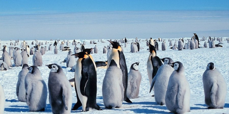 Винувате глобальне потепління. В Антарктиді загинуло близько 10 тисяч пташенят пінгвінів