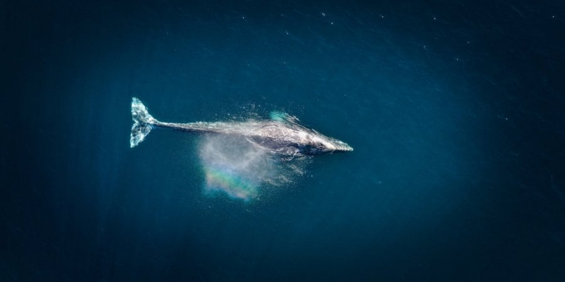 Загадкова смерть. Сірі кити почали вимирати з лякаючою швидкістю, і вчені нарешті з’ясували чому