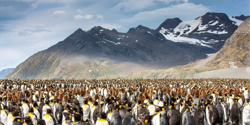 Загадкова трагедія. На пляжах Уругваю виявили 2 тисячі загиблих маггеланових пінгвінів