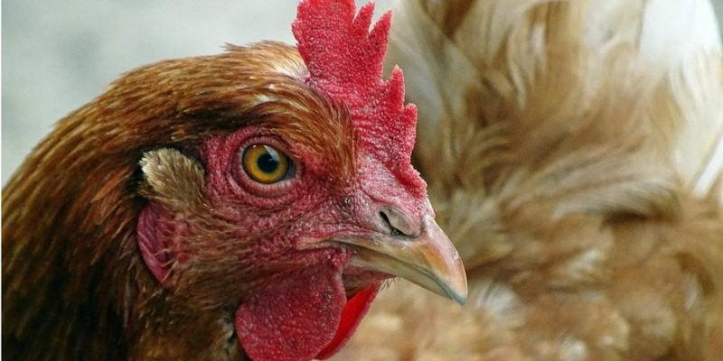 Заразне і смертельне захворювання. Україна заборонила ввезення курятини та яєць із Польщі