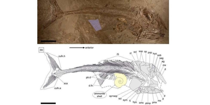 Згубила жадібність. Палеонтологи знайшли рештки доісторичної риби, яка подавилася їжею