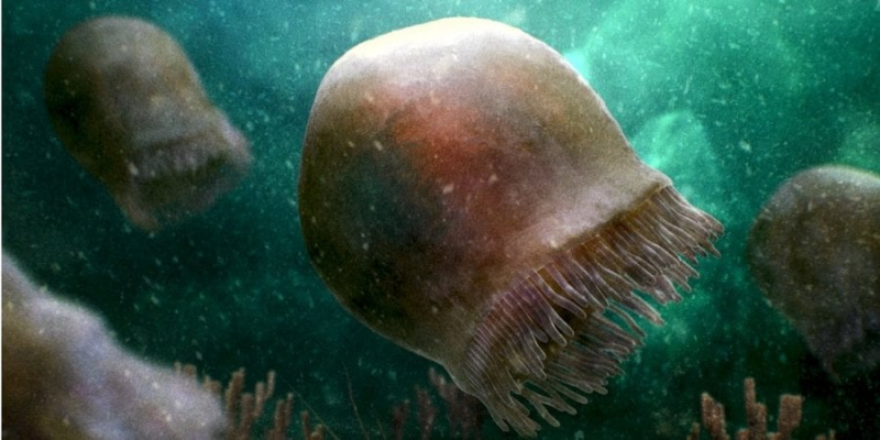 Жили півмільярда років тому. У Канаді знайшли рештки стародавніх медуз