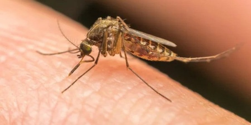 Змусять оглухнути. Британські вчені розробили новий спосіб боротьби з комарами