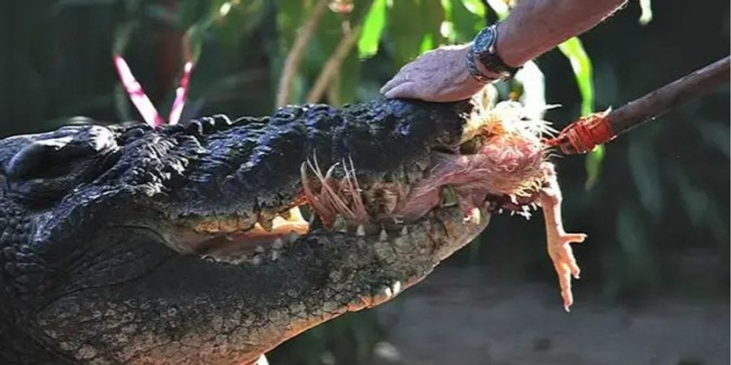 Зубастий гігант. Рекордсмен серед крокодилів, що живуть у неволі, може виявитися більшим, ніж вважалося